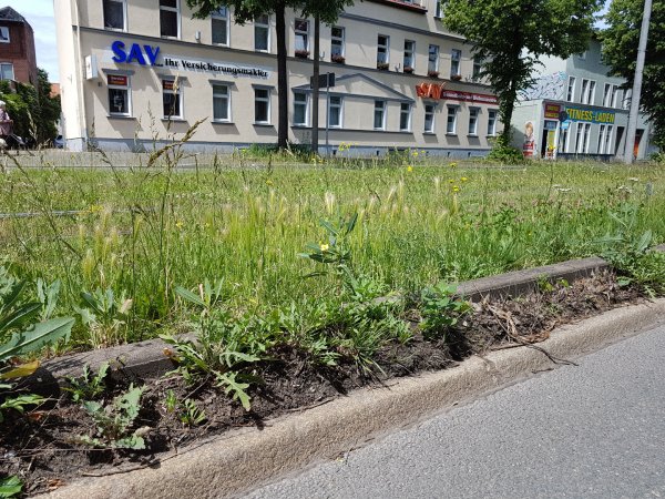 Presse und Abgeordnete zum Alleefest - Oder: Wenn die Stadt Unkraut über die Allee wachsen lässt. Presse und Abgeordnete zum Alleefest - Oder: Wenn die Stadt Unkraut über die Allee wachsen lässt.
